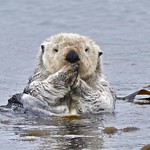 Sea Otter by goingslo