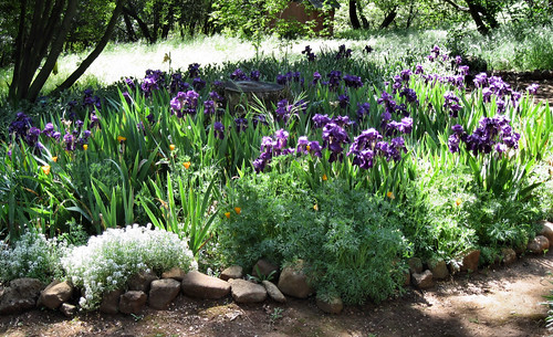 purple_iris_garden