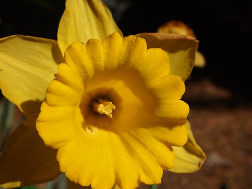Last Daffodils 2012 - 8