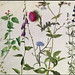 Albrecht Durer 'Eight Studies of Wild Flowers' watercolor, 16th century