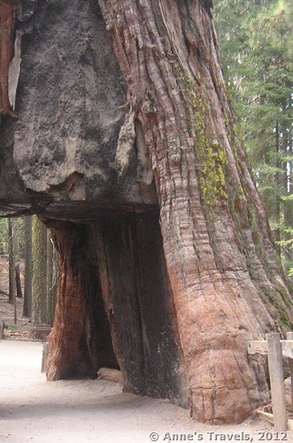 California Tunnel Tree, Mariposa Grove, Yosemite National Park, California