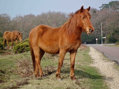 New Forest Pony  (In Hampshire a beautiful part of the country)