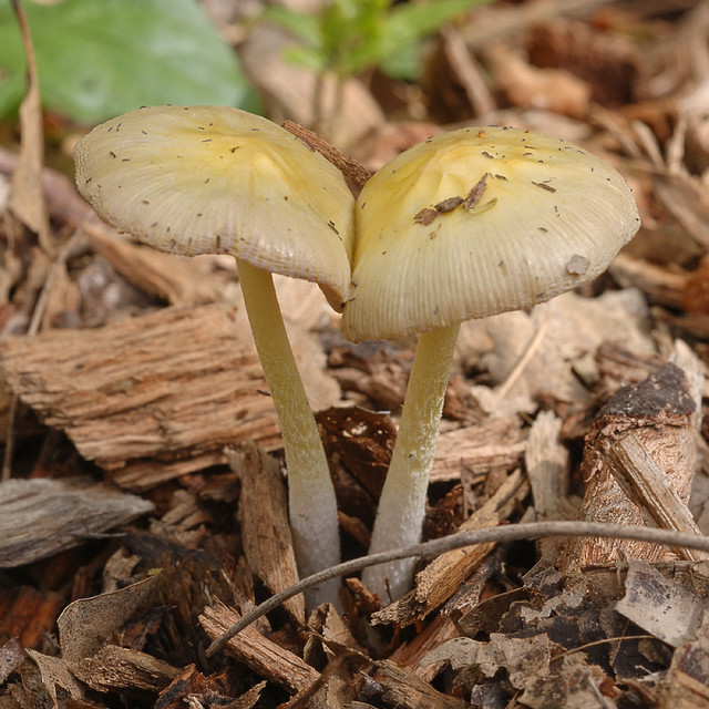 Two mushrooms growing into each other