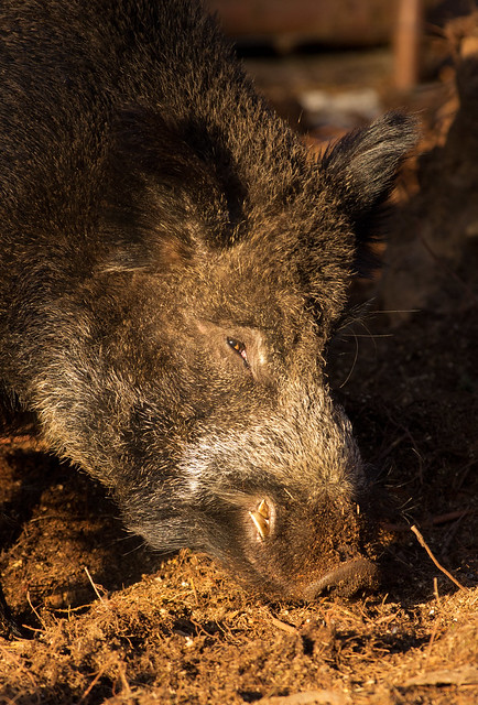 wild boar close up 3