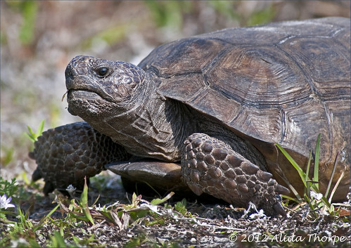 Florida tortoise by Alida's Photos