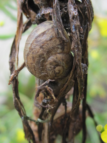 Snail Shell and Dried Vines