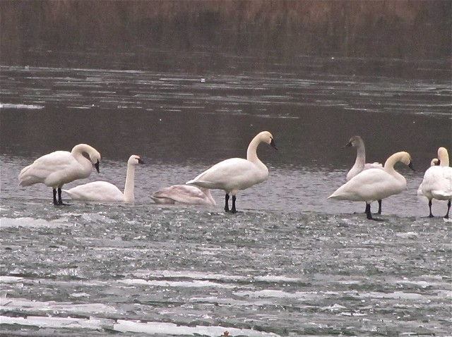 Tundra Swan at Evergreen Lake in McLean County 19