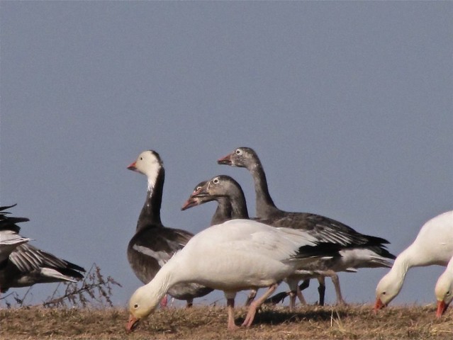 Snow Goose at El Paso Sewage Treatment Center in Woodford County, IL 22