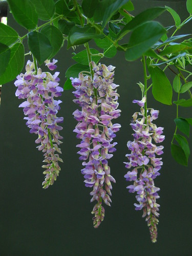 Wisteria sinensis - Chinese Wisteria flowers