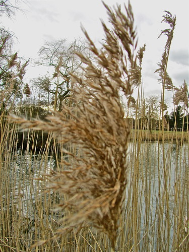 Reeds by Irene.B.