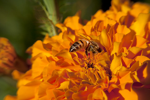 Bee - orange flower