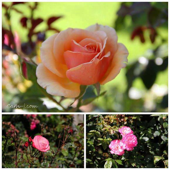 Rose Garden Invercargill Nzealand_12