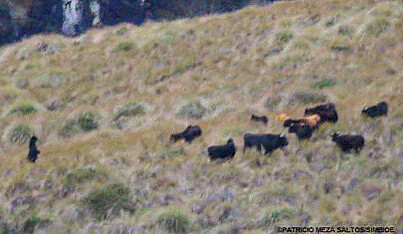 在厄瓜多一隻眼鏡熊正環伺牛群，隨後攻擊了其中的一頭牛（出自International Bear News August 2011, vol. 20 no. 3）