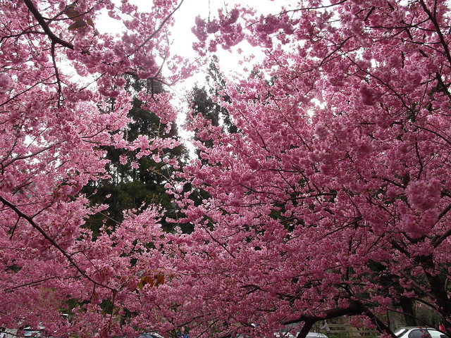 據說是武陵農場獨有櫻種「紅粉佳人」