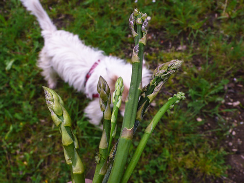 Dog and asparagus