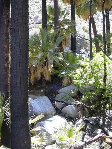 A palm grove in Hellhole Canyon, Anza-Borrego Desert State Park, California