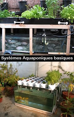 Basic Aquaponic System