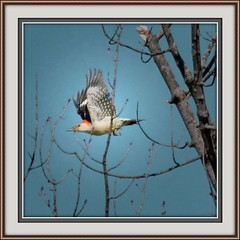 Woodpeckers 2012