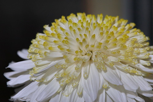 White chrysanthemum by inga_art