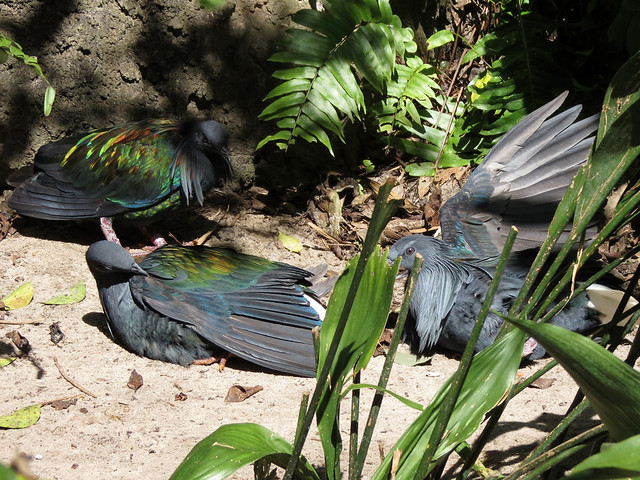 Nicobar Pigeons sunning