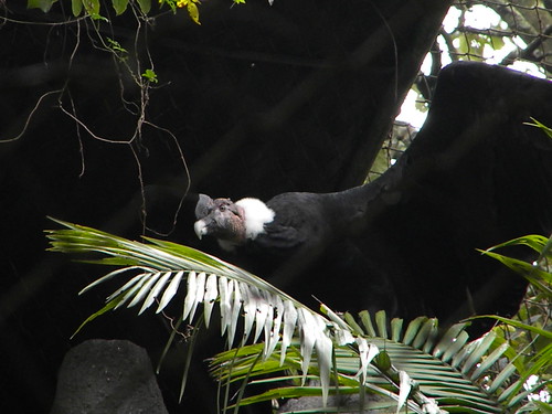 Condor de São Paulo