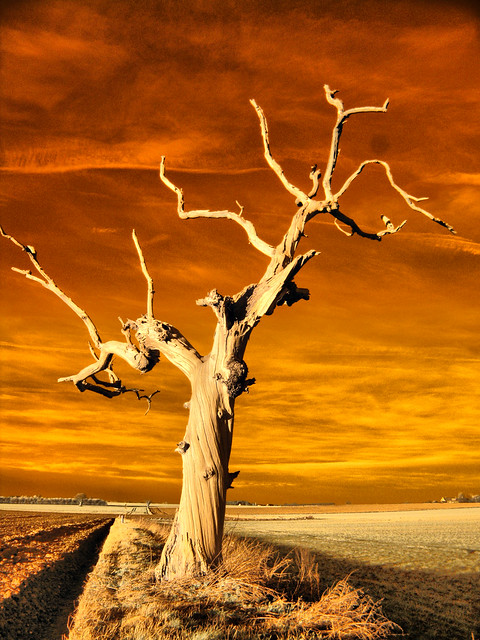 Twisted Tree Infrared