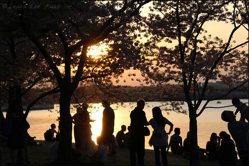 Cherry Blossom Festival 2012