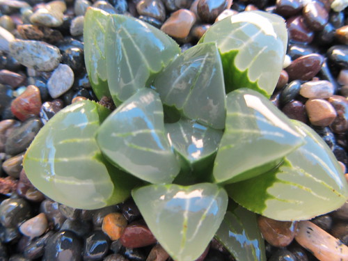 Haworthia mutica  north of proteum (2) by Kris and Greg