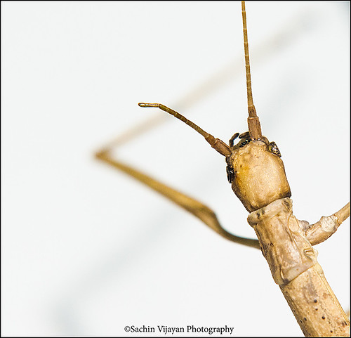 Stick Insect........... Press "L" view it in black by sachinvijayan