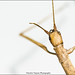 Stick Insect........... Press "L" view it in black