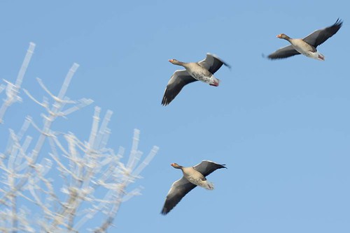 hoar frost geese 11 02 12