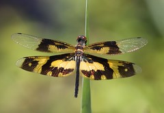 Dragonflies Sri Lanka
