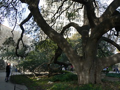Live oak at the Alamo