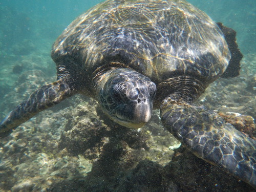 Sea turtle, Wailea