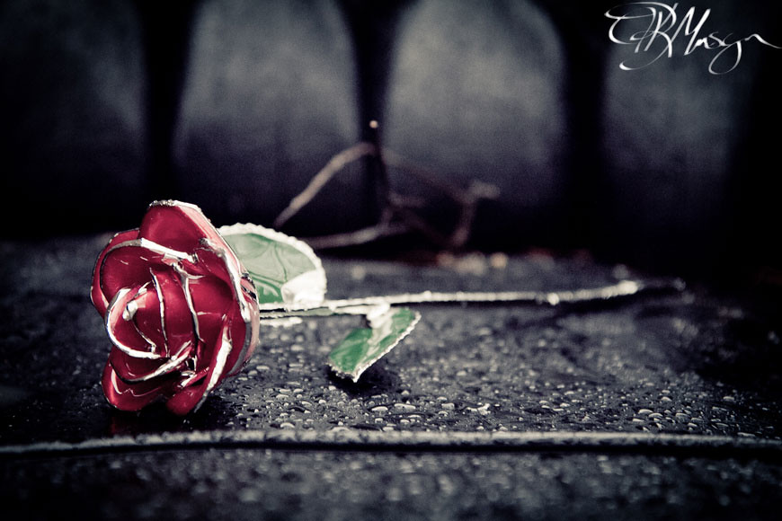 Forever-Rose