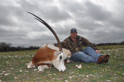 scimitar oryx hunting