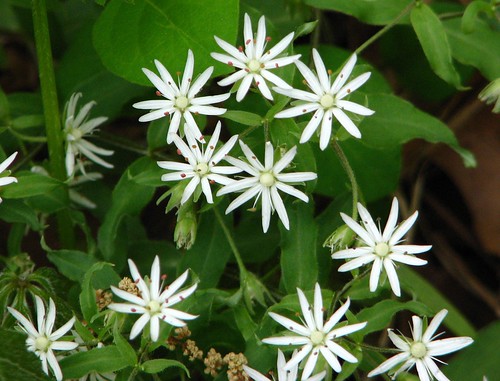 Star Chickweed by paynehollow