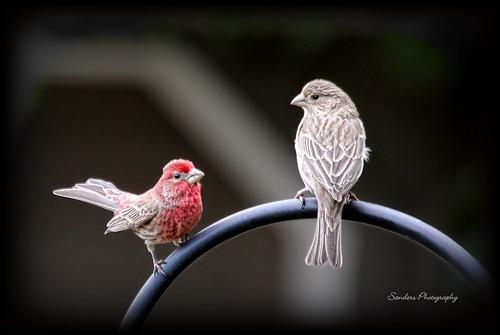House Finches - Mated pair.