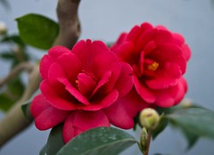 Camellia Japonica Flowers (P1060885)