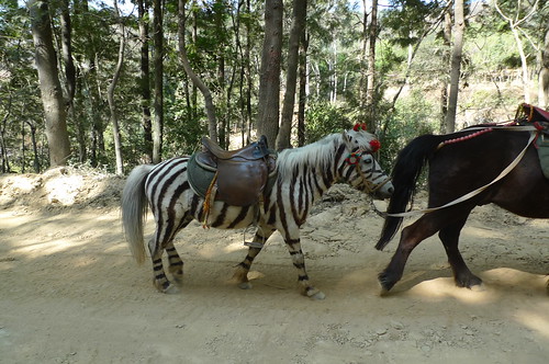 Zebra? - Baoshan, Yunnan, China