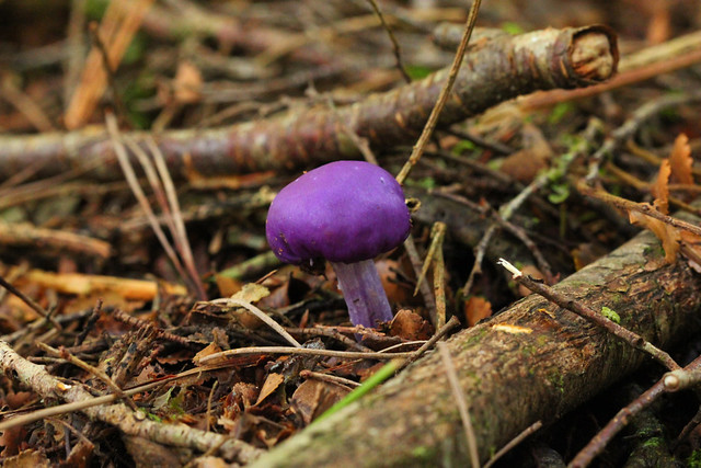 Purple velvet mushroom
