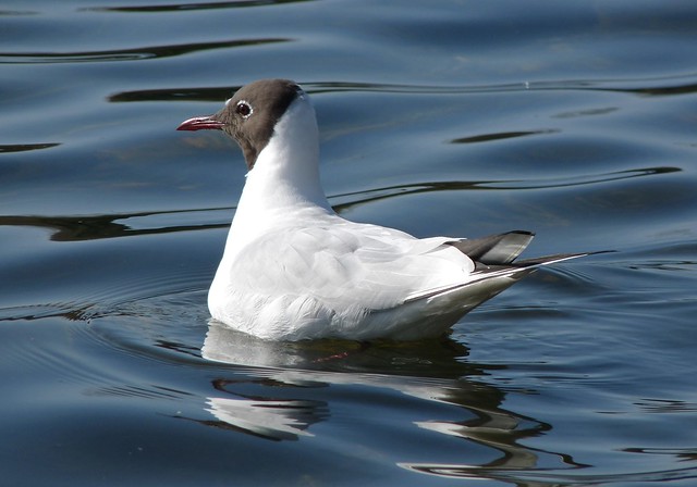 25698 - Black Headed Gull, Cosmeston