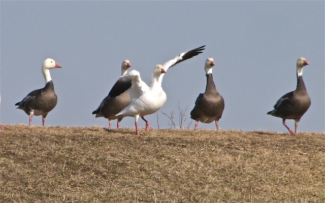 Snow Goose at El Paso Sewage Treatment Center in Woodford County, IL 04