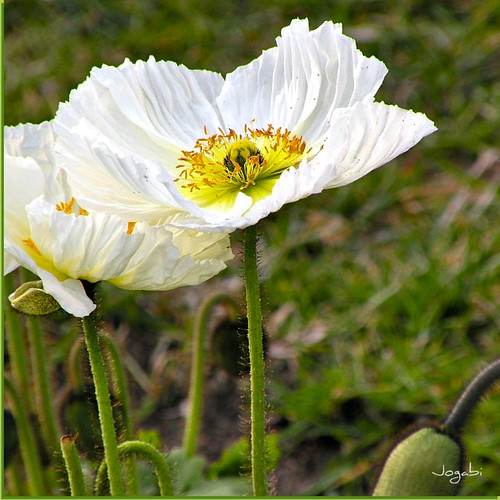 Fleurs de Pavot - Vive le printemps ! by Jogabi-Michèle