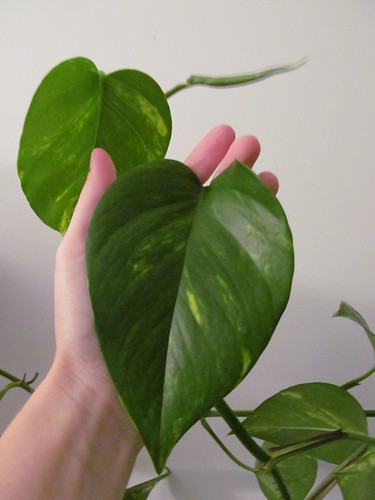 pothos is a chthonic monster