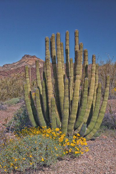 Organ Pipe Cactus and Desert Marigold