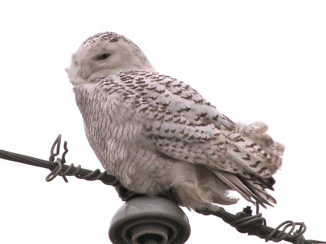 Snowy Owl near Lexington, IL 15