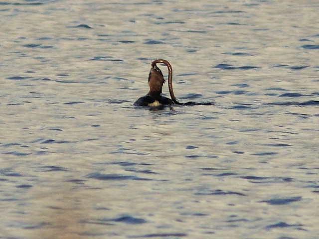 Pied-billed Grebe with siren 4-20120310