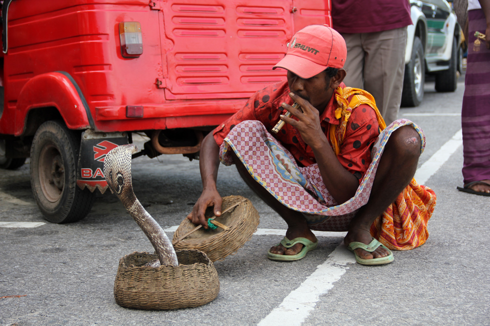 Cobra Snake Charmer in Sri Lanka
