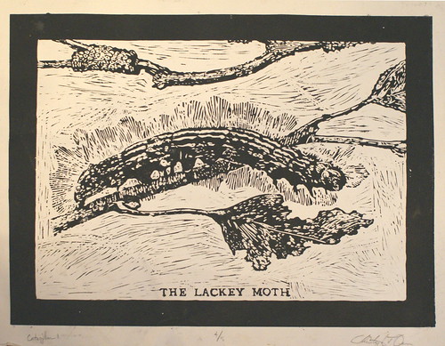 The Lackey Moth